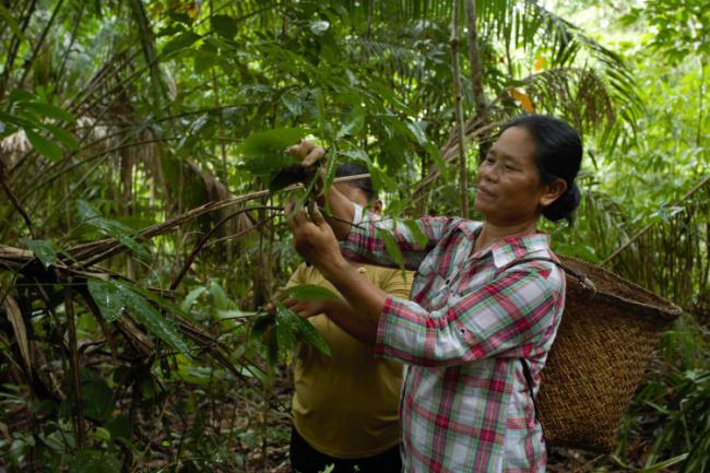 Daun Engkerbai yang dijadikan sebagai pewarna alam (Foto: TFCA kalimantan)